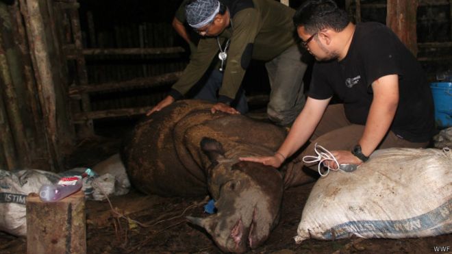 Kabar Duka, Badak Sumatera yang Baru Saja Ditemukan di Kalimantan Mati