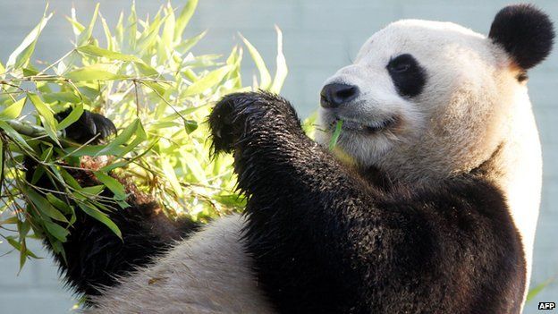 Hutang hingga Panda, Berikut 5 Diplomasi Unik dan Mematikan yang Wajib Gansis Ketahui