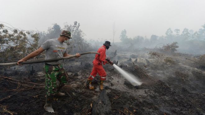 Tiada Ampun ! Dulu Keroco, Kali Ini Pemerintah Menangkap Bos Perkebunan Tukang Bakar