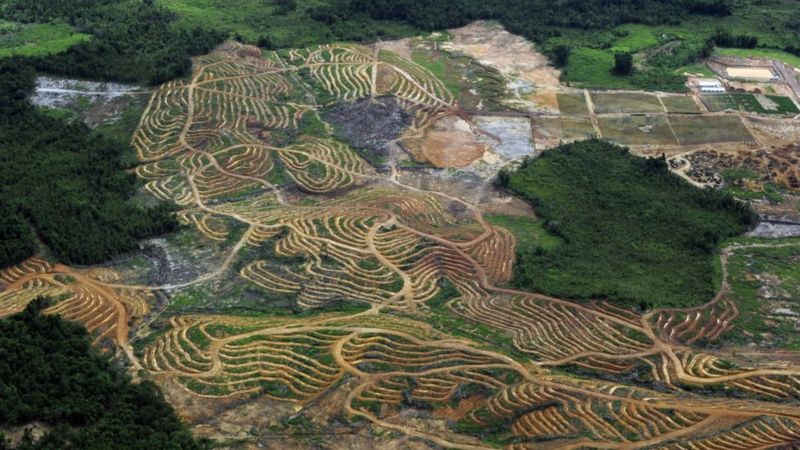 Banjir di Kalimantan Barat: 'Air setinggi leher', lebih 35.000 rumah tergenang