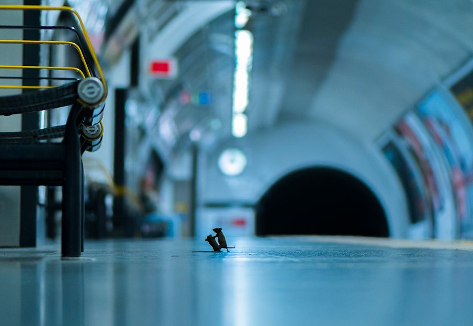 Foto Tikus Bertengkar jadi Pemenang di WPY LUMIX People's Choice Tahun ini