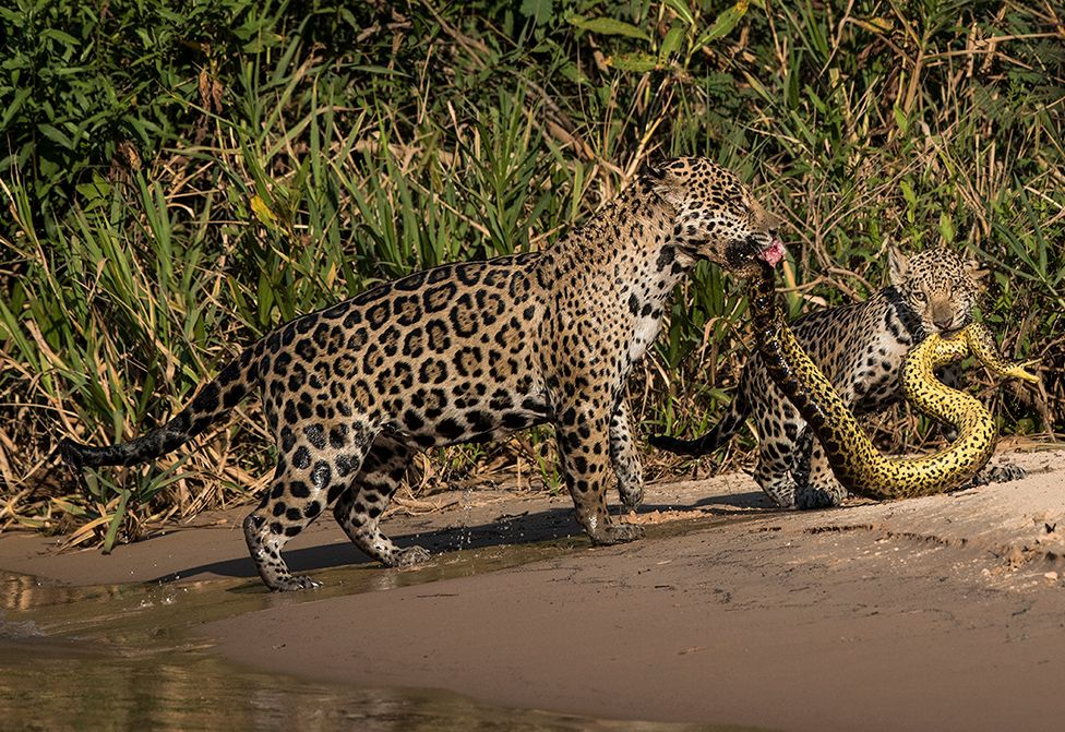 Foto Tikus Bertengkar jadi Pemenang di WPY LUMIX People's Choice Tahun ini