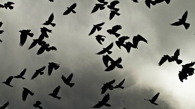 &#91;H2H Event&#93; Burung Gagak Yang Cerdik dan Kendi Air