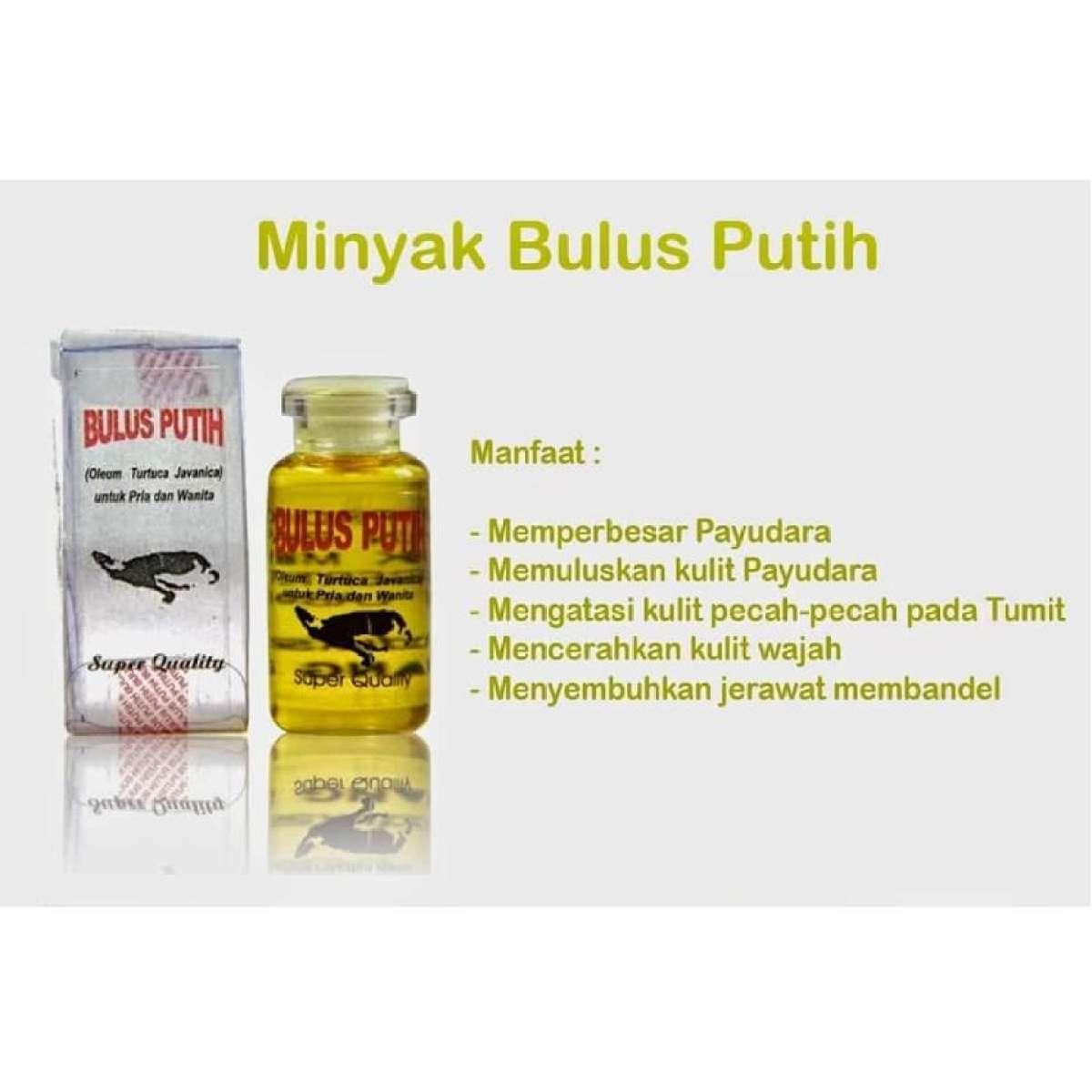 Jual Minyak Bulus Asli Dan Palsu 082223332810