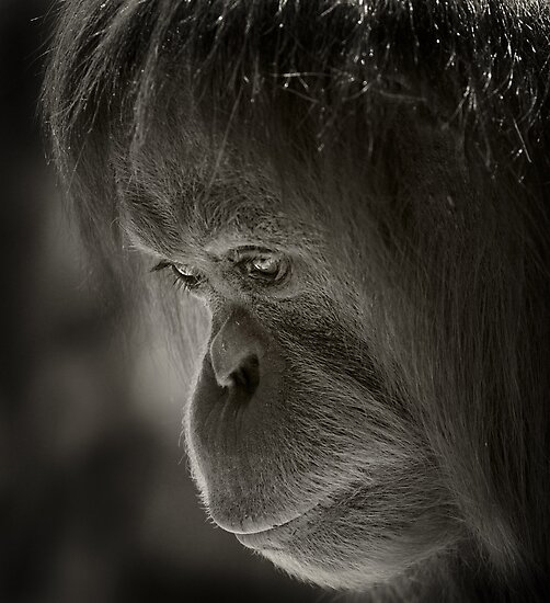&#91;PIC+++&#93; ✿ Animus Photography ➨ Gambar Ekspresi Satwa Paling Keren ✿