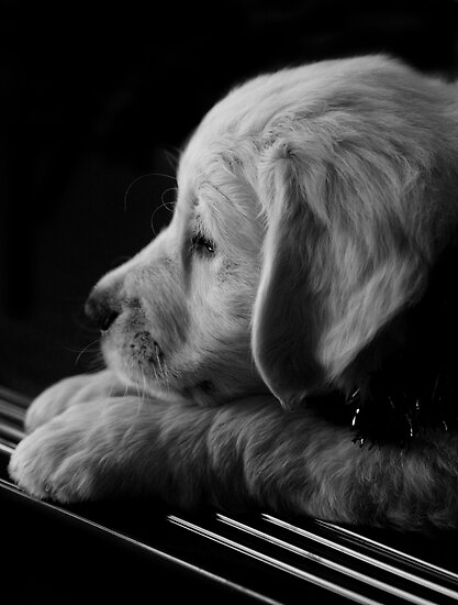 &#91;PIC+++&#93; ✿ Animus Photography ➨ Gambar Ekspresi Satwa Paling Keren ✿
