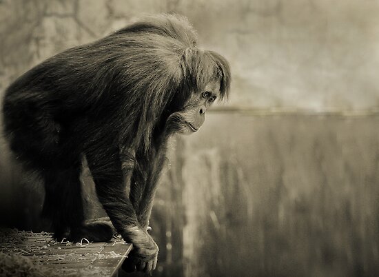 &#91;PIC+++&#93; ✿ Animus Photography ➨ Gambar Ekspresi Satwa Paling Keren ✿