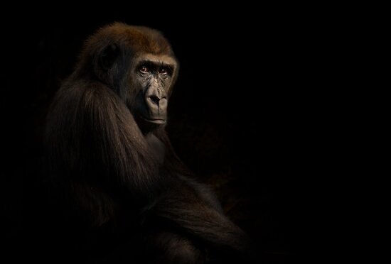 &#91;PIC+++&#93; ✿ Animus Photography ➨ Gambar Ekspresi Satwa Paling Keren ✿