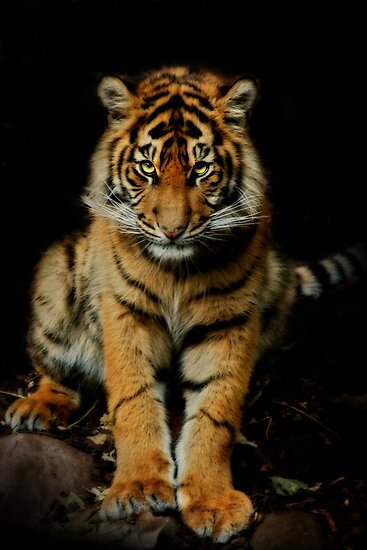 &#91;PIC+++&#93; ✿ Animus Photography ➨ Gambar Ekspresi Satwa Paling Keren ✿
