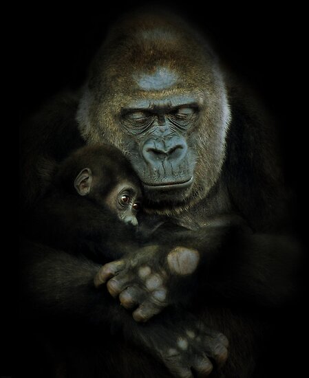 &#91;PIC+++&#93; ✿ Animus Photography ➨ Gambar Ekspresi Satwa Paling Keren ✿