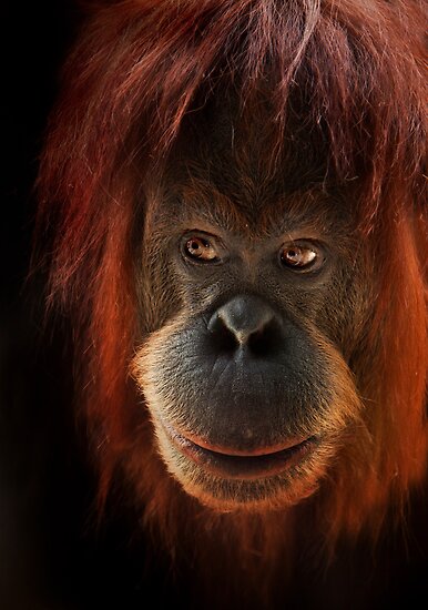 &#91;PIC+++&#93; ✿ Animus Photography ➨ Gambar Ekspresi Satwa Paling Keren ✿