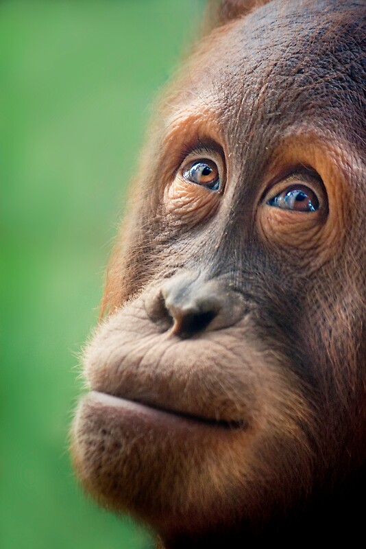 &#91;PIC+++&#93; ✿ Animus Photography ➨ Gambar Ekspresi Satwa Paling Keren ✿