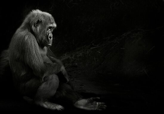 &#91;PIC+++&#93; ✿ Animus Photography ➨ Gambar Ekspresi Satwa Paling Keren ✿