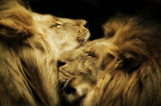 &#91;PIC+++&#93; ✿ Animus Photography ➨ Gambar Ekspresi Satwa Paling Keren ✿