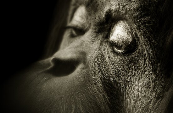 &#91;PIC+++&#93; ✿ Animus Photography ➨ Gambar Ekspresi Satwa Paling Keren ✿