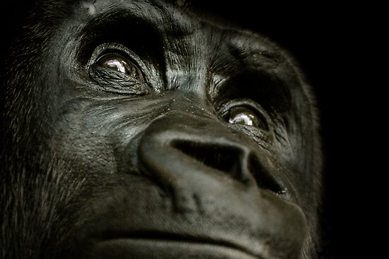 &#91;PIC+++&#93; ✿ Animus Photography ➨ Gambar Ekspresi Satwa Paling Keren ✿