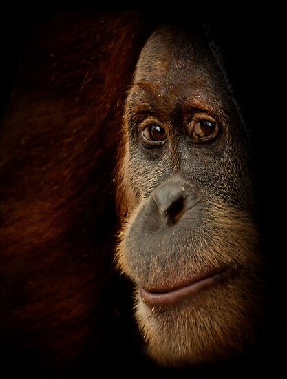 &#91;PIC+++&#93; ✿ Animus Photography ➨ Gambar Ekspresi Satwa Paling Keren ✿