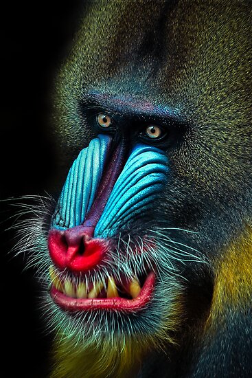 &#91;PIC+++&#93; ✿ Animus Photography ➨ Gambar Ekspresi Satwa Paling Keren ✿