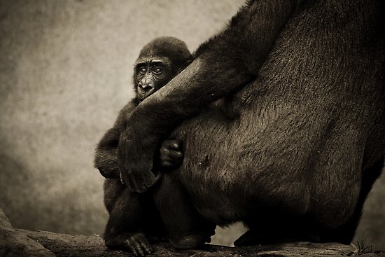 &#91;PIC+++&#93; ✿ Animus Photography ➨ Gambar Ekspresi Satwa Paling Keren ✿