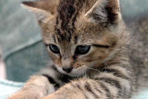 hore-gw-jadi-dukun-ugbki-gendengjoko-bodolewat-kalah-sakti-sama-gw