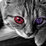 mata-kucing--yang-jarang-orang-ketahui-manfaatnya-sering-kelindas