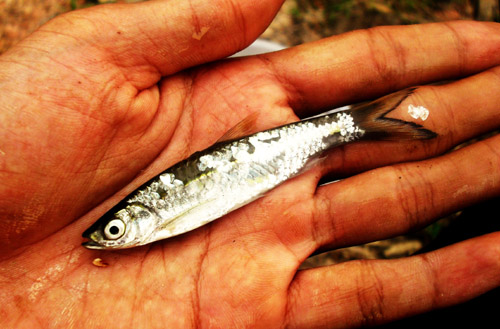 Ikan Kaya Kalsium gan, penasaran?? Masuk sini 