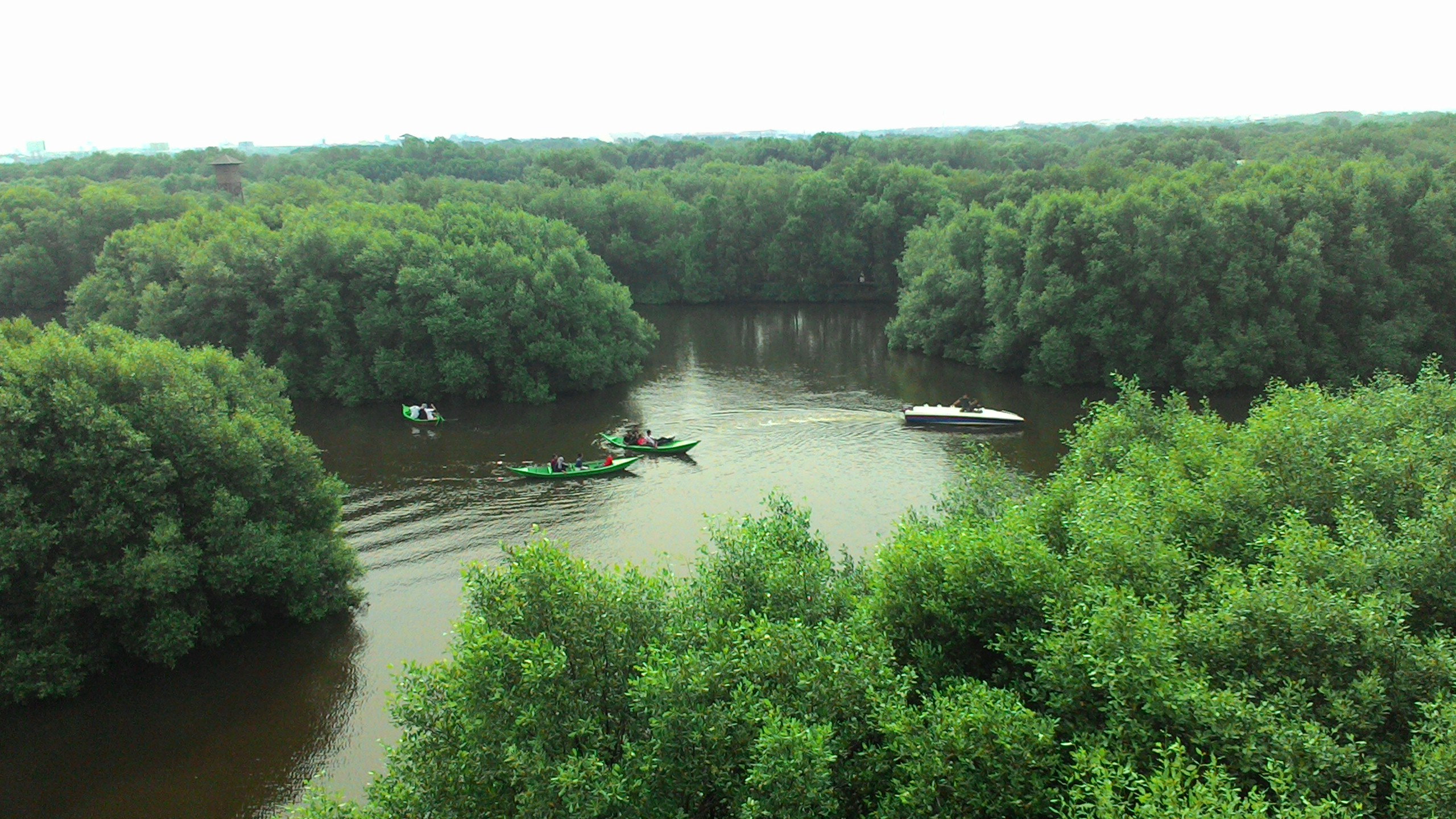 Setelah Reklamasi Teluk Jakarta Dihentikan, Disarankan jadi Hutan Mangrove