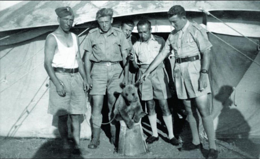 Beruang, Pahlawan Pertempuran Monte Cassino di Perang Dunia II
