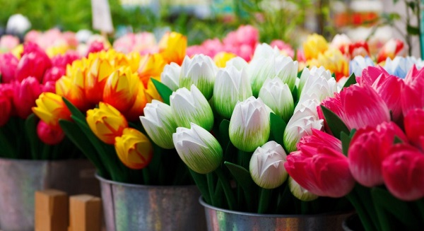Kisah 2 Bunga Tulip Sederhana Itu Indah ʖ