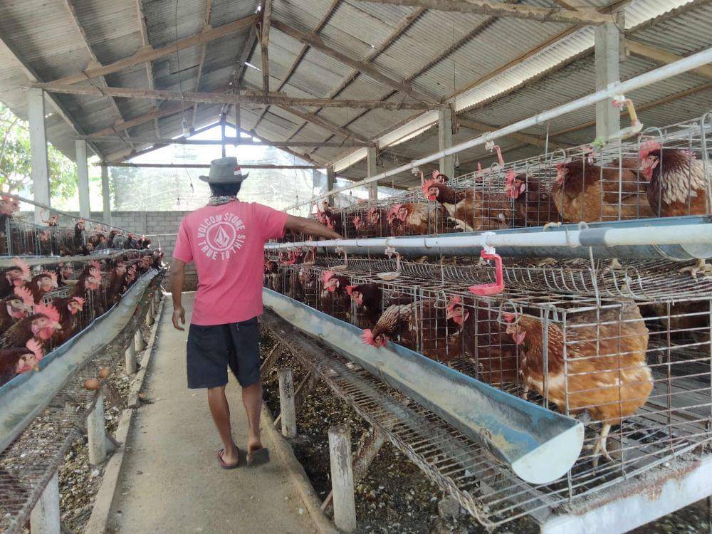 Lonjakan Harga Daging Ayam di Jateng Gegara Terdampak Serapan MBG