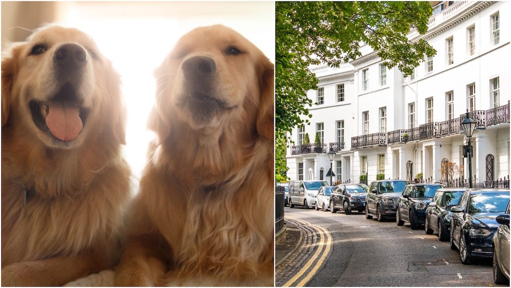 Dibayar 500 Juta untuk Merawat Anjing di London, Mau Nggak Gan?
