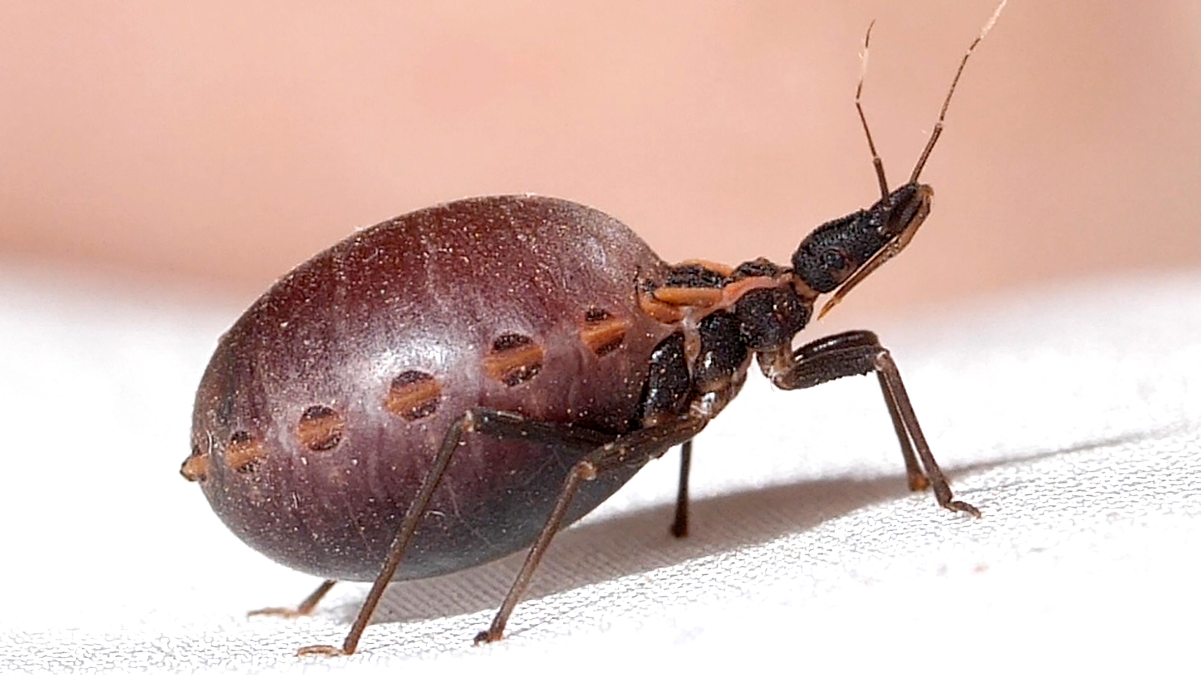 Kissing Bug atau Kumbang Pencium Yang Bisa Menularkan Parasit Ke Bayi