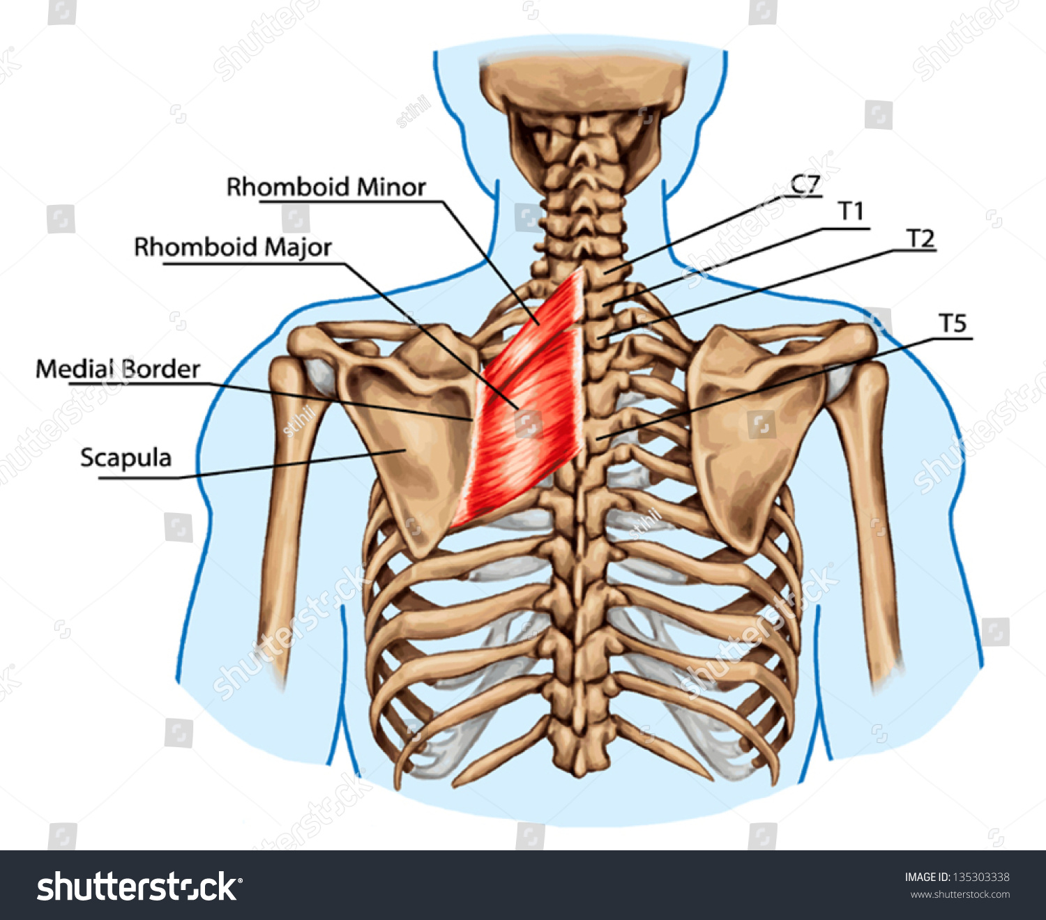 Levator scapulae muscle