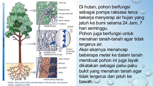 Selamatkan Hutan