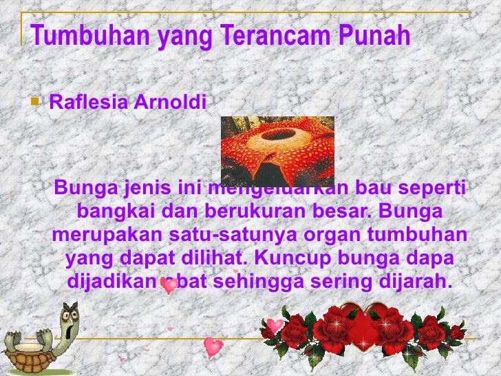 10 Fakta tentang Rafflesia arnoldii, Bunga Langka Berbau Busuk