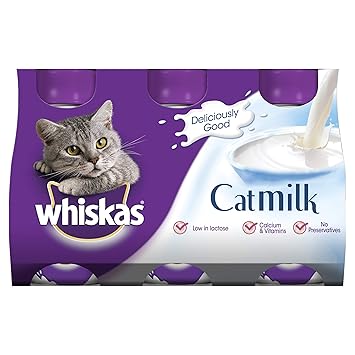 Kucing Nggak Boleh Minum Susu? Bener Nggak Sih?