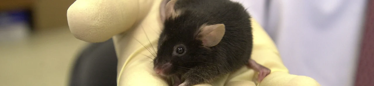 Dead Rat in Hotpot News Sends China Restaurant Stock Sliding
