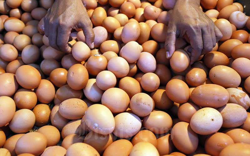  Alamak! Harga Telur Tembus Rp30.000 per Kilo. Ini Penjelasan Kemendag