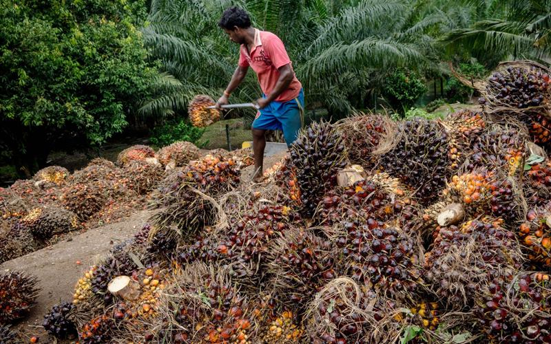 Indonesia Plin-plan, Malaysia Makin Ngebut di Pasar Sawit Global