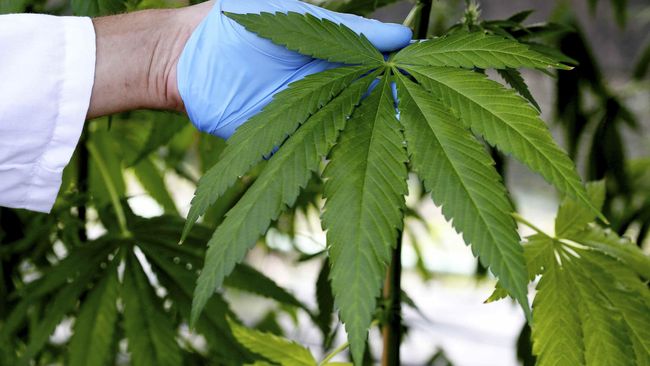 Siapa Bilang Ganja Aman?