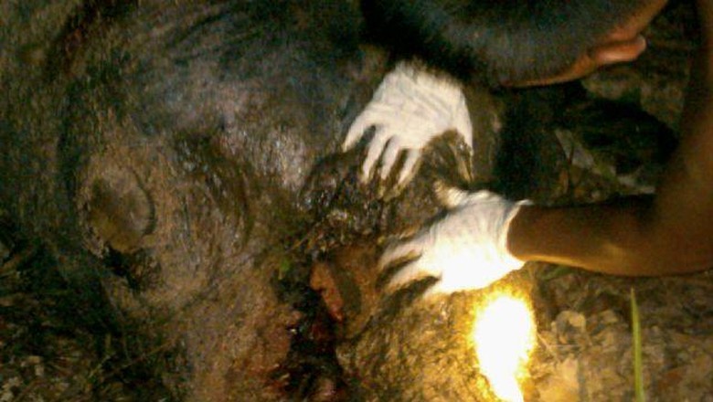 Kelompok Pemburu Gajah di Riau Hanya Divonis 1,1 Tahun
