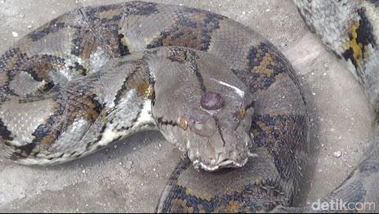 Tiga Ular Phyton Ditangkap di Tuban, Salah Satu Kepalanya Bermahkota Akik