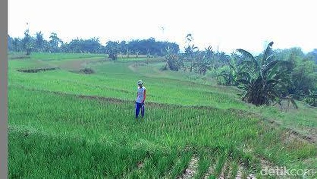 Bertahan Menghadapi Siaga Kekeringan 