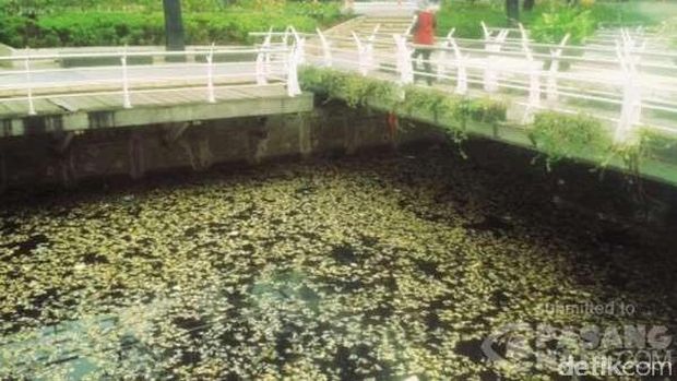 &#91;Mungkin Terlalu Bombastis&#93; Ikan Mati di Sungai Epicentrum Bisa Sampai 1 Mobil Pikap