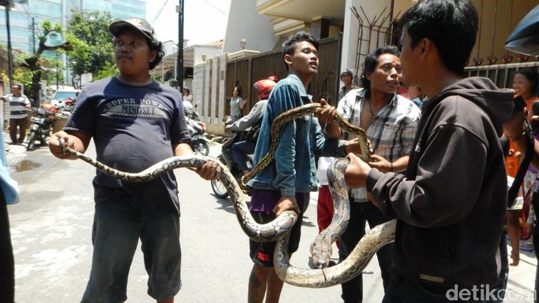 NGERI !!! Warga Pusat Kota Semarang Diteror Kemunculan Ular Berbagai Ukuran