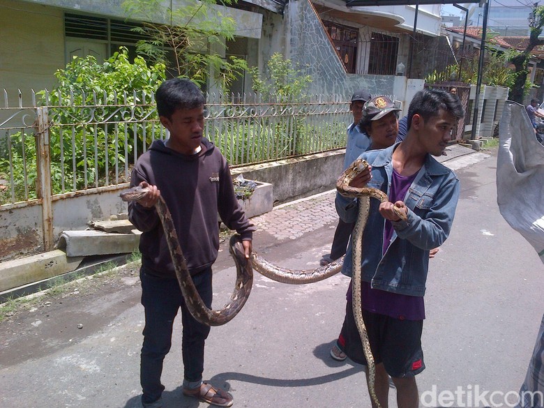 NGERI !!! Warga Pusat Kota Semarang Diteror Kemunculan Ular Berbagai Ukuran