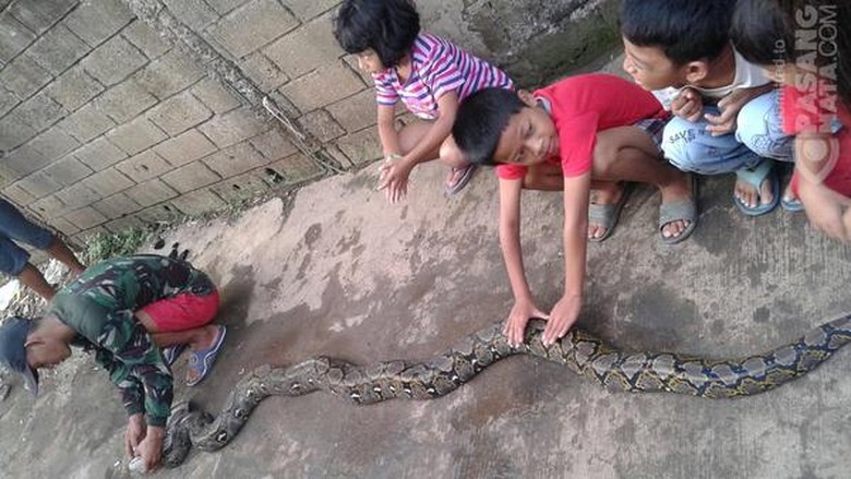 Ular Semakin Sering Muncul Di Pemukiman Warga, Begini Cara Menghadapinya