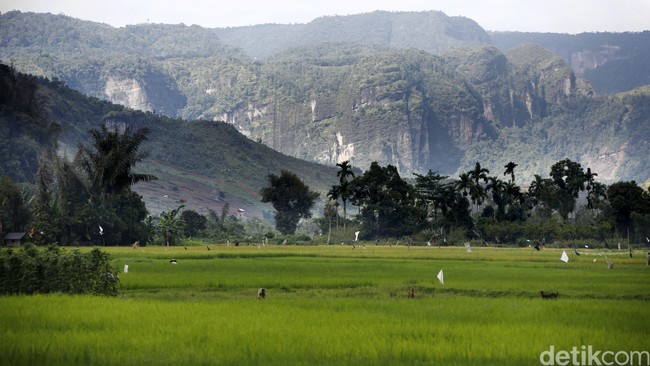 Peringkat Ketahanan Pangan RI Kalah dari Vietnam, Malaysia, dan Thailand