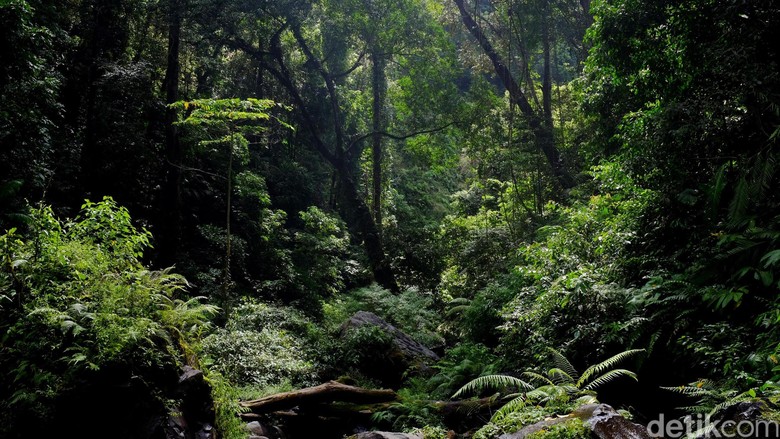 Bocah Hilang di Hutan Usai Dihukum Orangtuanya, Publik Jepang Marah