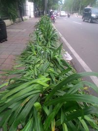Taman Depan Balai Kota Rusak Berat, Ahok: Apa Pernah Mereka Tanggung Jawab ?